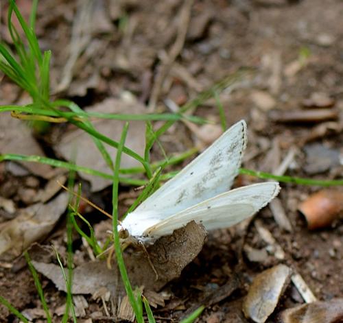 Lomographa temerata